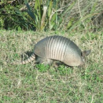 Nine-banded armadillo, Kennedy Space Centre, Florida, Eileen (Surrey, England)