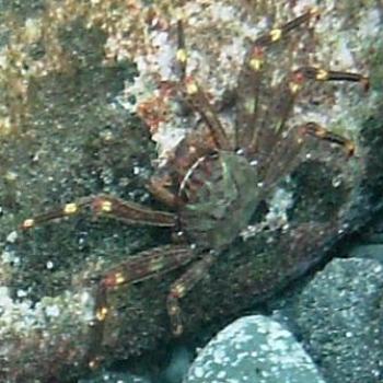 <b>Nimble Spray or Urchin crab aka Sally Lightfoot, Tenerife - Eileen (Surrey, England)</b>