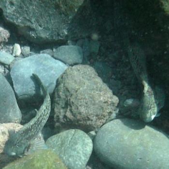 RedLipped-Blennies, Tenerife - Eileen (Surrey, England)