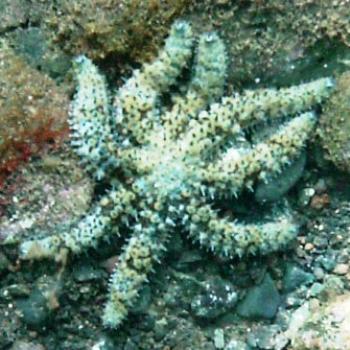 <b>Irregular starfish, Tenerife - Eileen (Surrey, England)</b>