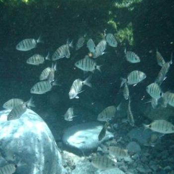 White Bream, Tenerife  - Eileen (Surrey, England)