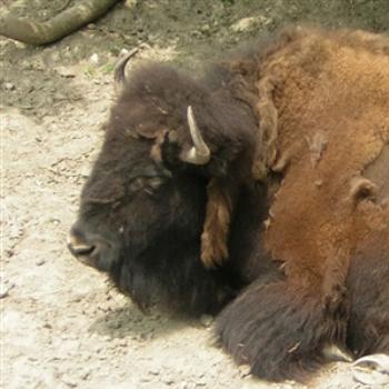 <b>Bison in Chicago's Brookfield Zoo in 2006. Jim from Jupiter</b>