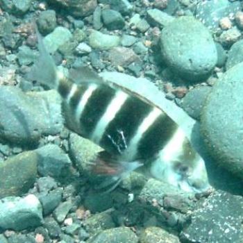 <b>Injured Zebra Bream with one eye, Tenerife - Eileen (Surrey, England)</b>