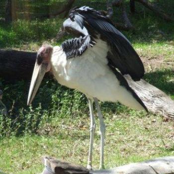 Marabou Stork, St Augustine Alligator Farm, Florida - Eileen (Surrey, England)