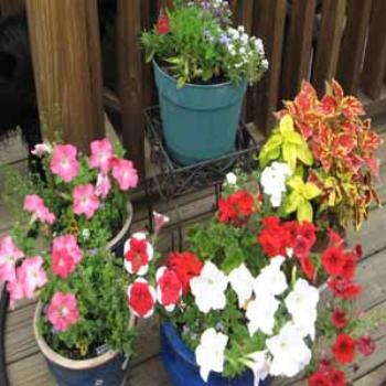 <b>All "decked" out for spring in Nashville, Tennessee</b>