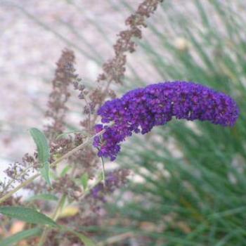 <b>Plant growing along side the road  Sue/OK</b>