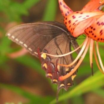 <b>Butterfly on Tiger Lily, Sue/OK</b>