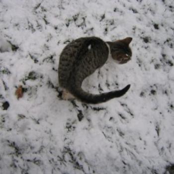 <b>Cat discovers snow for the first time with winter in England</b>