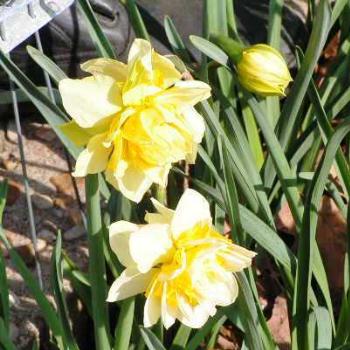 Daffiodil, a double yellow    Sue/OK