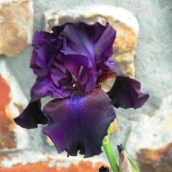 <b>I am an almost black Iris, Sue/OK</b>