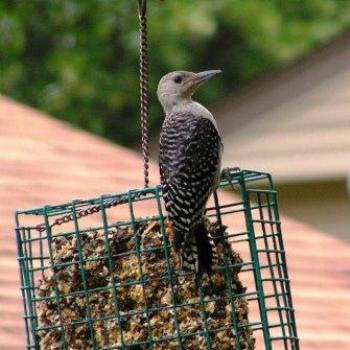 <b>Inmature Red Bellied Woodpecker   Sue/OK</b>