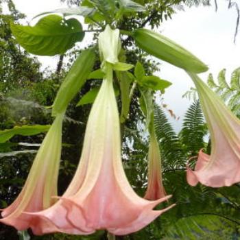 <b>Datura, Botanical Gardens, Kuala Lumpur</b>