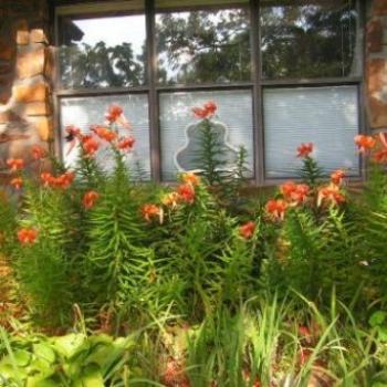 Tiger Lilies / front of the house   Sue/OK