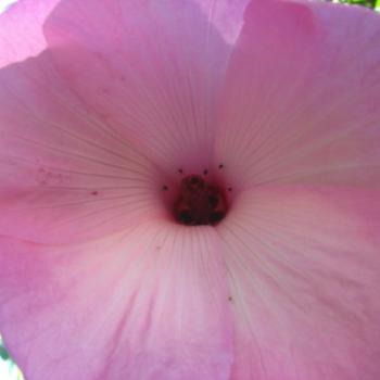 <b>Wild creeper at Kakadu, N.T. - Wendy/Perth</b>