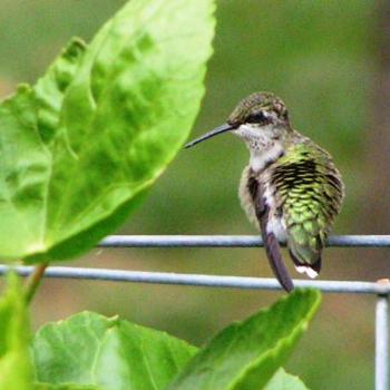 Humming Bird posing  Sue/OK