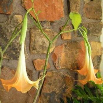 Flowers on Trumpet Vine    Sue/OK