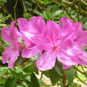 Azaleas, Japanese Botanical Gardens, Kuala Lumpur