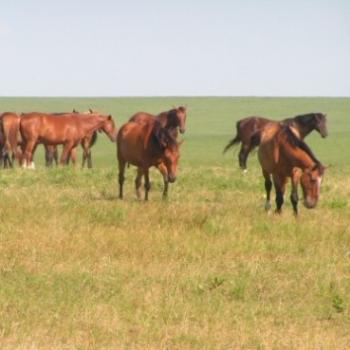 Prairie National Wild Horse Refuge, Sue/OK