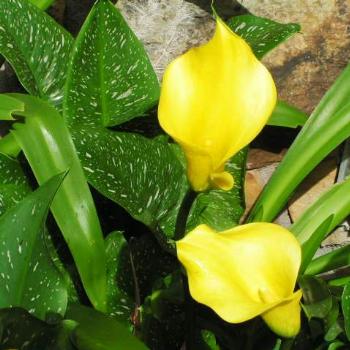 <b>Yellow Calla Lily Sue/OK</b>