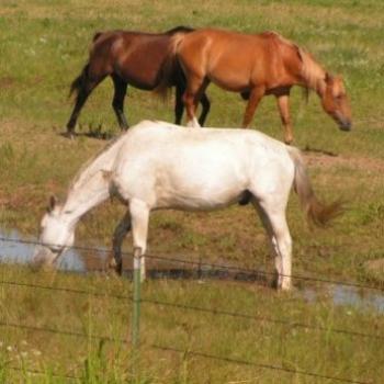 <b>Old Horses on the Prairie National Wild Horse Refuge  Sue/OK</b>