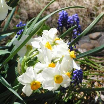 <b>Daffiodils and Hyacinth   Sue/OK</b>