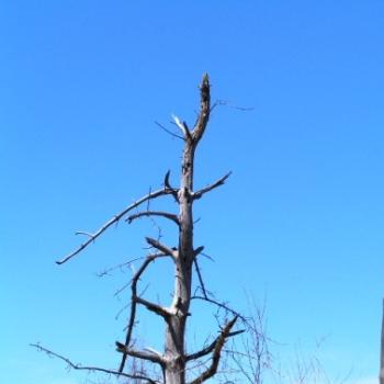 Old dead tree   Sue/OK