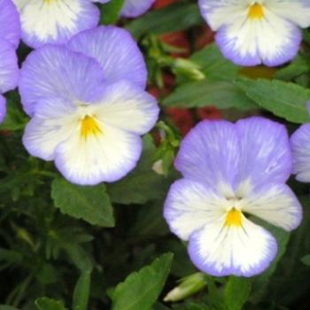 <b>Blue Moon Violas  Sue/OK</b>