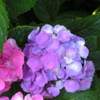 Hydrangea, Sue/OK