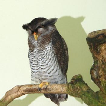 <b>Kuala Lumpur Bird Park - Wendy/Perth</b>