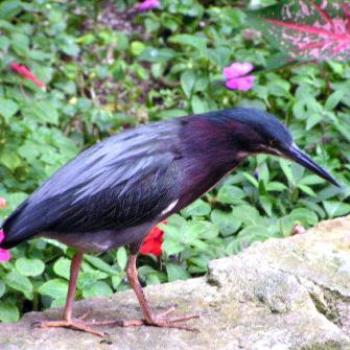 <b> Bird along the Riverwalk in San Antonio TX  Sue/OK</b>