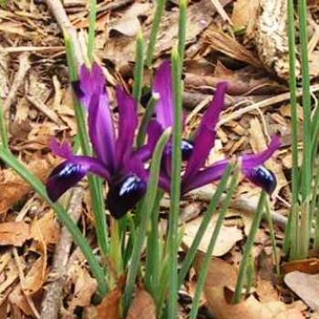 <b>Tiny Iris, only 4 inches tall  Sue/OK</b>