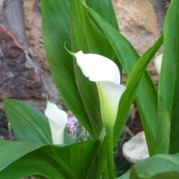 <b>White Calla Lily Sue/OK</b>