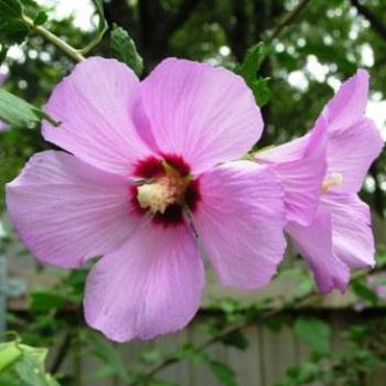 <b>Pink Rose of Sharon Sue/OK</b>