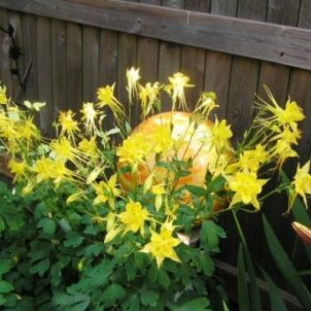 Gazing ball and yellow Columbine , Sue/OK