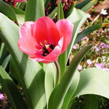 Dark Pink Tulip    Sue/OK