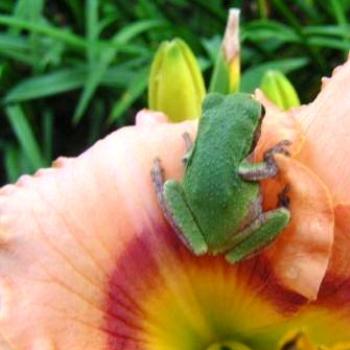 <b>Little green frog on one of Harry's Day lilies  Sue/OK</b>