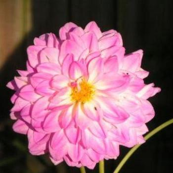 <b>Dahlia    Sue/OK</b>