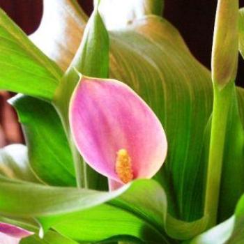 <b>Calla Lily #1  Sue/OK</b>