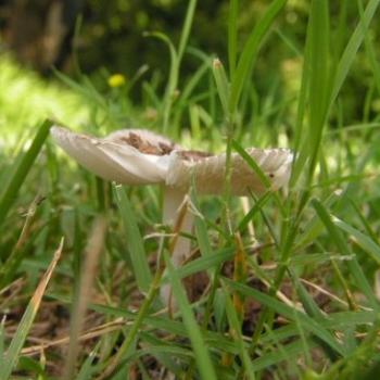 Mushroom {Fungus} # 32, Sue/OK