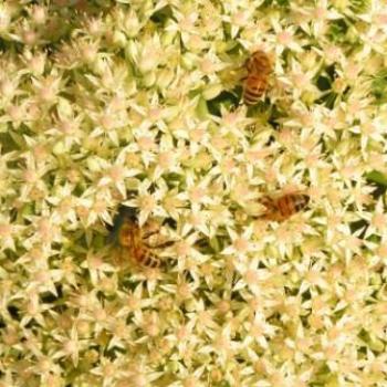 <b>How many bees can you count? Sue/OK</b>