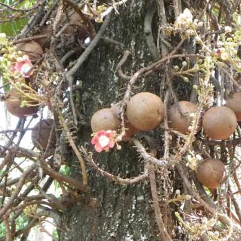 <b>Nature's Cannonballs Darwin Botanical Gardens (Couroupita Guianensis) Mr Bob</b>