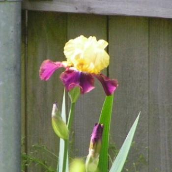 <b>Two tone Iris Sue/OK</b>