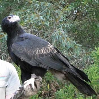 Jedda was not happy about wild eagle overhead Kangaroo Is S Aust Mr Bob