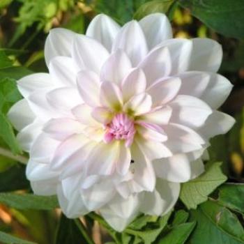 <b>Dahlia  Sue/OK</b>