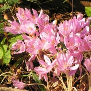 Pretty Pink Lilies  Sue/OK