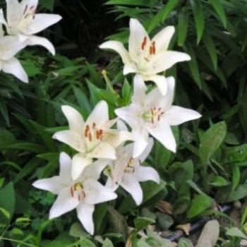 <b>White Ornamrntal Lilies  Sue/OK</b>