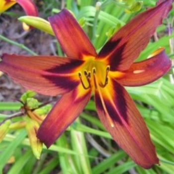 <b>Chocolate Spider Daylily Sue/OK</b>