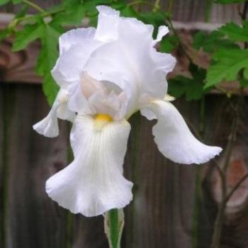 <b>White Iris  Sue / OK</b>