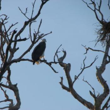 Eagle, Kakadu, N.T. - Wendy/Perth