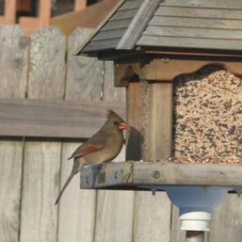 <b>Young female Cardinal  Sue / OK</b>